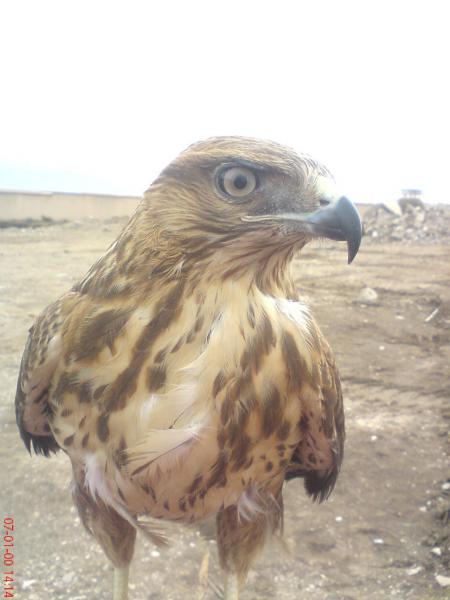 Mon aigle